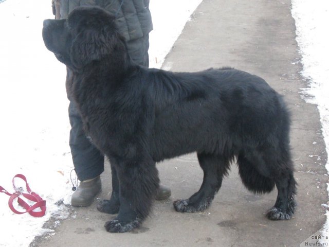 Фотография № 113000