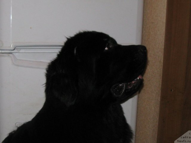 Фотография № 113001