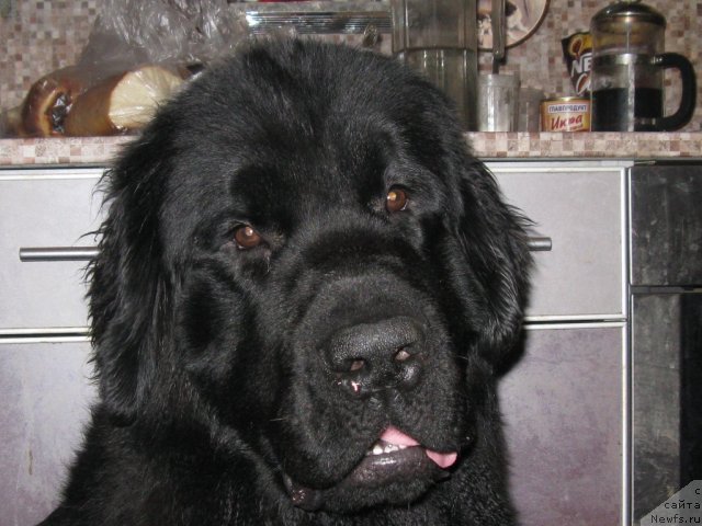 Фотография № 113005