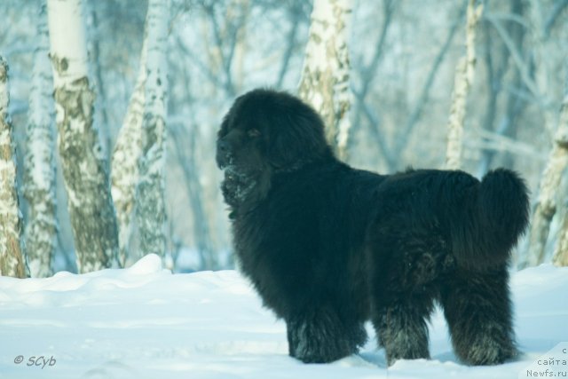 Фото: Anna Rogova (Анна Рогова), ньюфаундленд N'yufort Ryendom Blyek (Ньюфорт Рэндом Блэк)