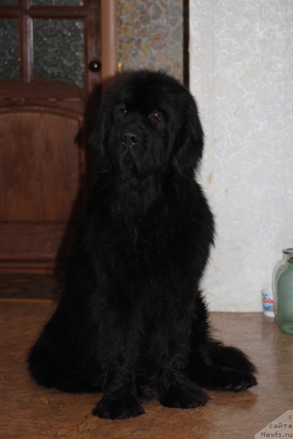 Фото: ньюфаундленд Slavjanka s Berega Dona (Славянка с Берега Дона)