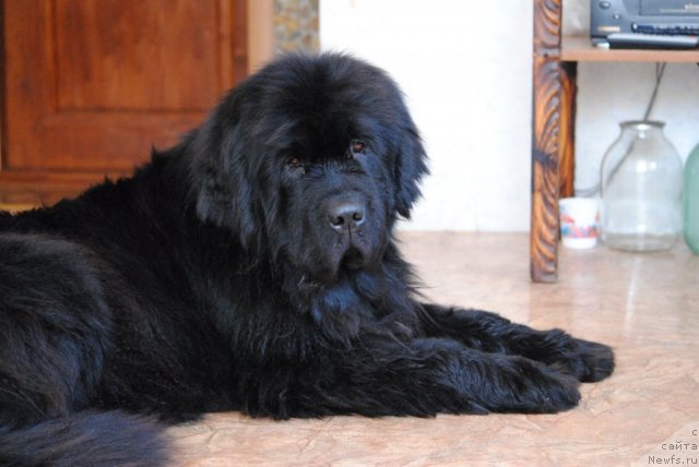 Фото: ньюфаундленд Slavjanka s Berega Dona (Славянка с Берега Дона)