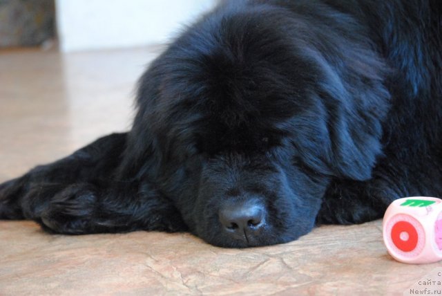 Фото: ньюфаундленд Slavjanka s Berega Dona (Славянка с Берега Дона)