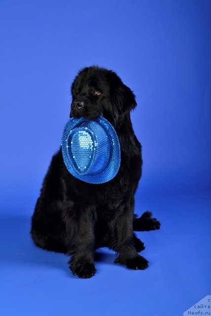 Фотография № 113022