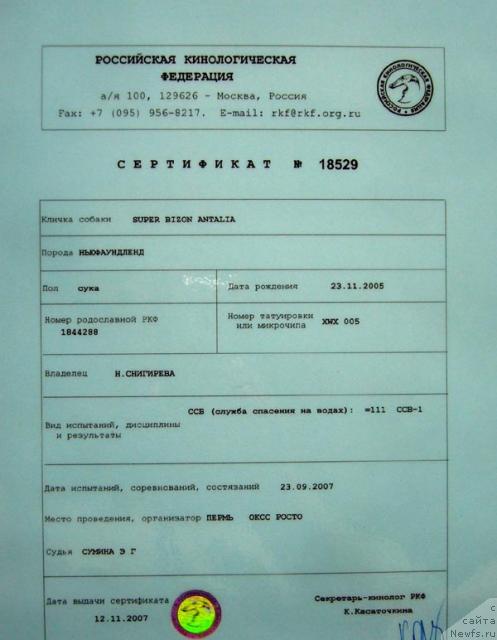 Фото: ньюфаундленд Super Bizon Antaliya (Супер Бизон Анталия)