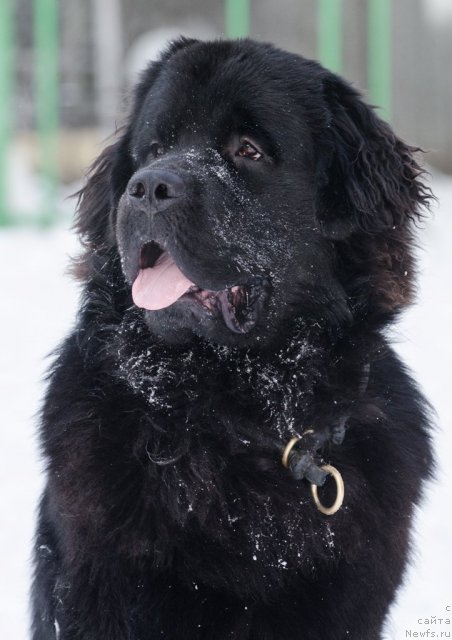 Фото: ньюфаундленд Princ Al'finskiy (Принц Альфинский)
