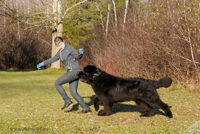 Фото: ньюфаундленд Sent Djons Hero for Kloofbear (Сент Джонс Херо фор Клуфбеар)