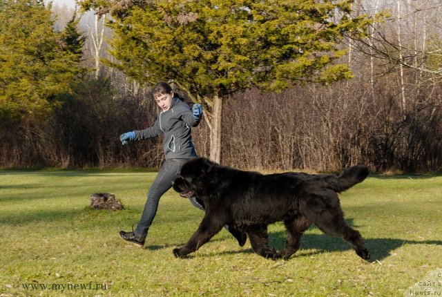 Фото: ньюфаундленд Sent Djons Hero for Kloofbear (Сент Джонс Херо фор Клуфбеар)