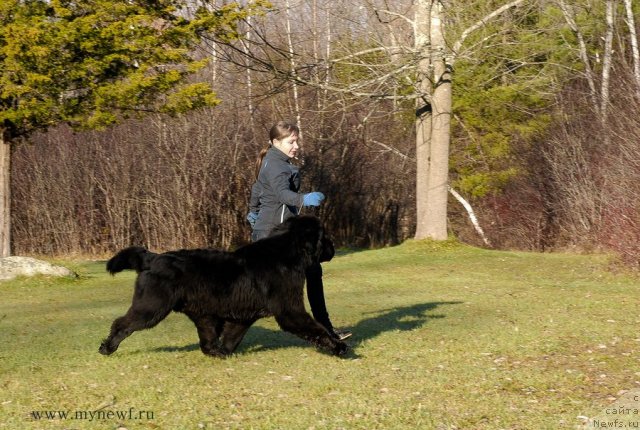 Фото: ньюфаундленд Sent Djons Hero for Kloofbear (Сент Джонс Херо фор Клуфбеар)