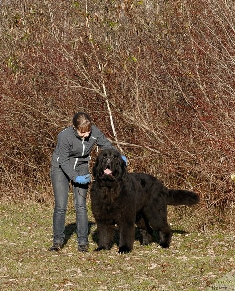Фото: ньюфаундленд Sent Djons Hero for Kloofbear (Сент Джонс Херо фор Клуфбеар)