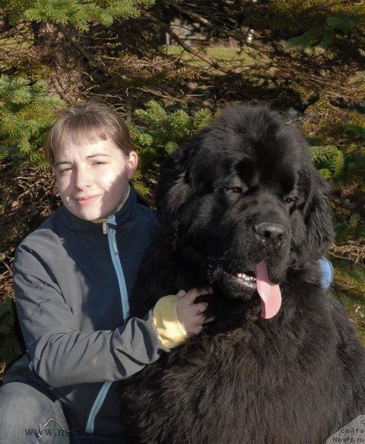 Фото: ньюфаундленд Sent Djons Hero for Kloofbear (Сент Джонс Херо фор Клуфбеар)