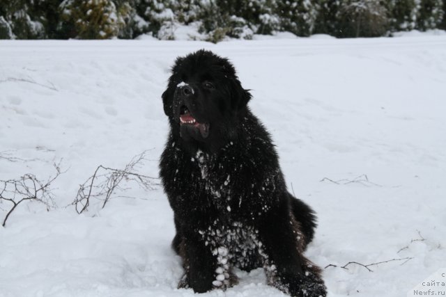 Фото: ньюфаундленд Sent Djons Yason (Сент Джонс Ясон)