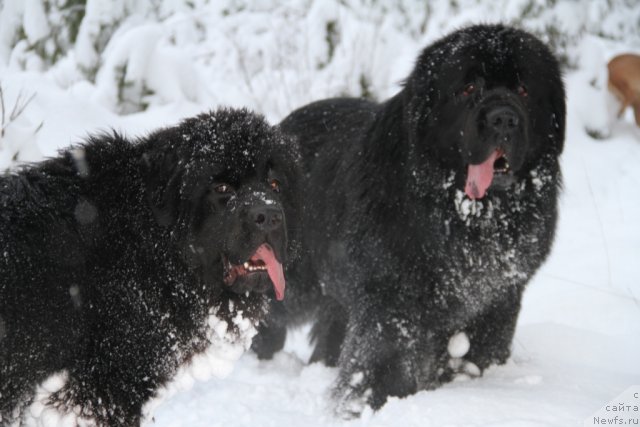 Фотография № 113059