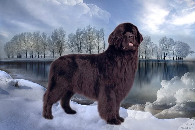 Фото: ньюфаундленд Vivat Vialiki Miadzvedz (Виват Вялiкi Мядзведзь)