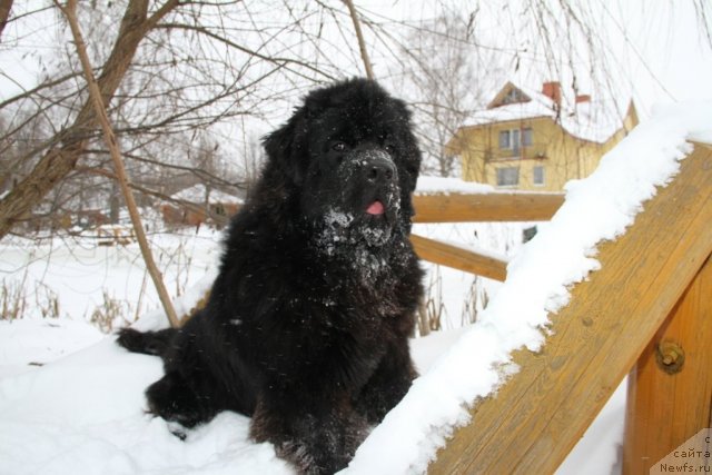 Фото: ньюфаундленд Sent Djons Yason (Сент Джонс Ясон)