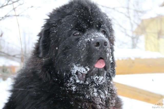 Фото: ньюфаундленд Sent Djons Yason (Сент Джонс Ясон)