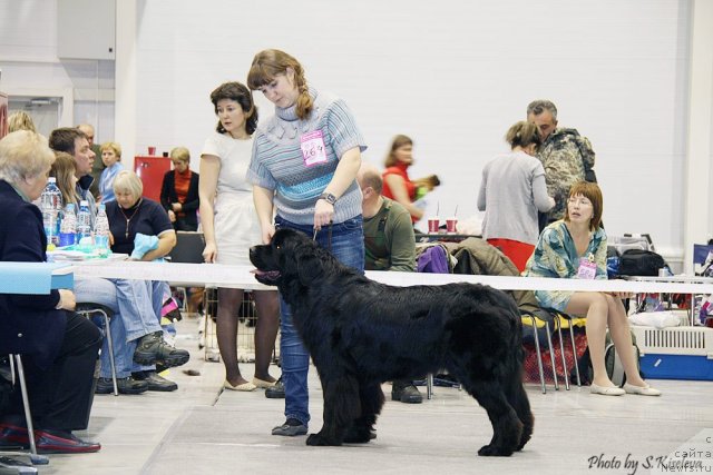 Фото: ньюфаундленд Super Premium Invisible (Супер Премиум Инвисибл), Irina CHernikova (Ирина Черникова)