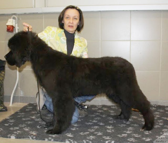 Фото: ньюфаундленд Beguschaya po Volnam Shade Color of Life (Бегущая по Волнам Шадэ Колор оф Лифе)