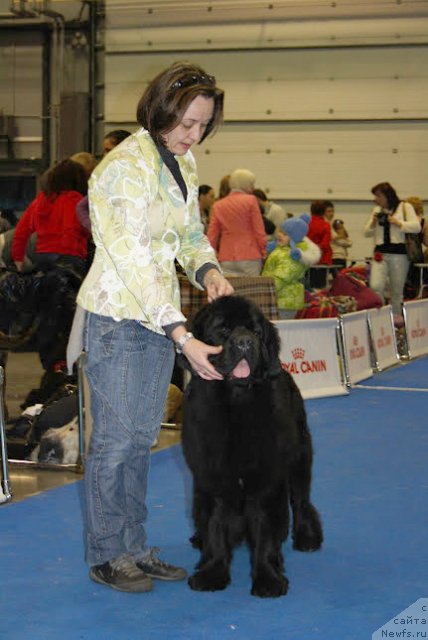 Фото: ньюфаундленд Beguschaya po Volnam Zephirine Drouhin (Бегущая по Волнам Зефирин Друэн)