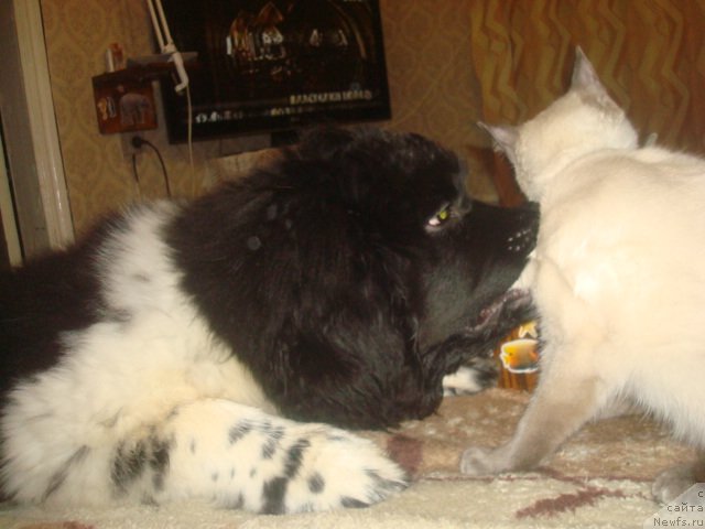 Фото: ньюфаундленд Keeper Soul Nice Guy (Кипер Соул Найс Гай)