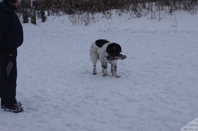 Фото: ньюфаундленд Skazochnaya Kroha Prelestnaya Blondi (Сказочная Кроха Прелестная Блонди)