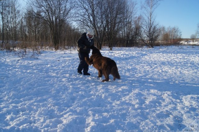 Фото: Galina Artyushina (Галина Артюшина), ньюфаундленд Ocharovashka s Berega Dona (Очаровашка с Берега Дона)