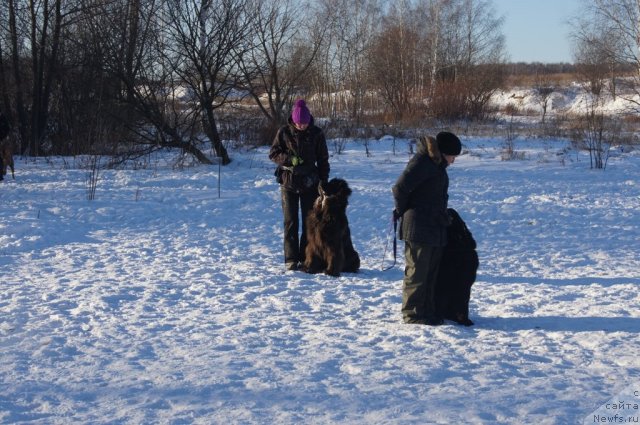 Фото: Настя, ньюфаундленд Dyurbahler Klab Al'faretta Vin'etta (Дюрбахлер Клаб Альфаретта Виньетта), Aleksandra Fetisova (Александра Фетисова), ньюфаундленд Beguschaya po Volnam Foget Mi Not (Бегущая по Волнам Фогет Ми Нот)