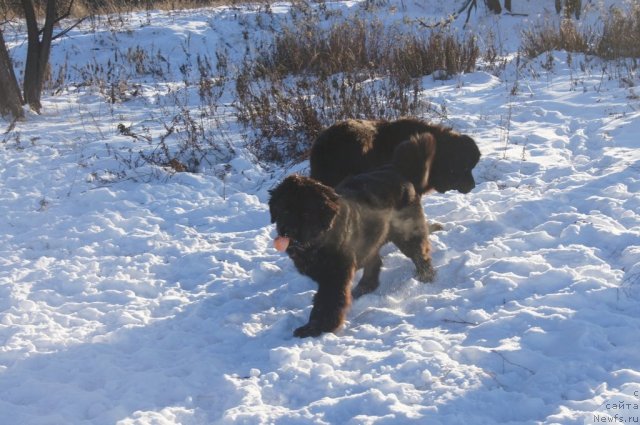 Фото: ньюфаундленд Beguschaya po Volnam Foget Mi Not (Бегущая по Волнам Фогет Ми Нот), ньюфаундленд Sent Djons Lesnaya Feya (Сент Джонс Лесная Фея)
