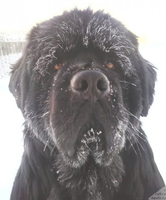 Фото: ньюфаундленд Ih Vyisochestvo Vladlena Madjiks (Их Высочество Владлена Маджикс)