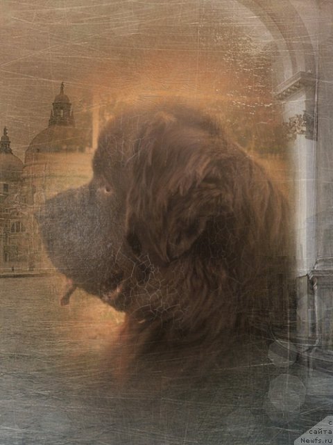 Фото: ньюфаундленд Kaliforniya iz Medvej'ego YAra (Калифорния из Медвежьего Яра)