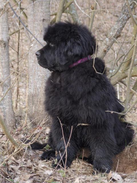 Фотография № 11313