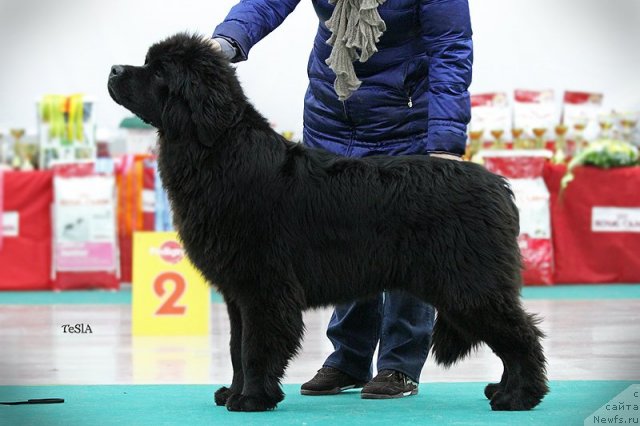 Фото: ньюфаундленд Aquatoriya Kelvin Undisputed Wins (Акватория Келвин Ундиспьютид Винс)