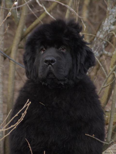 Фотография № 11315