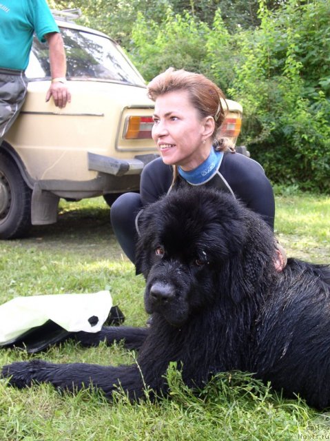 Фото: ньюфаундленд Vivat Vialiki Miadzvedz (Виват Вялiкi Мядзведзь)