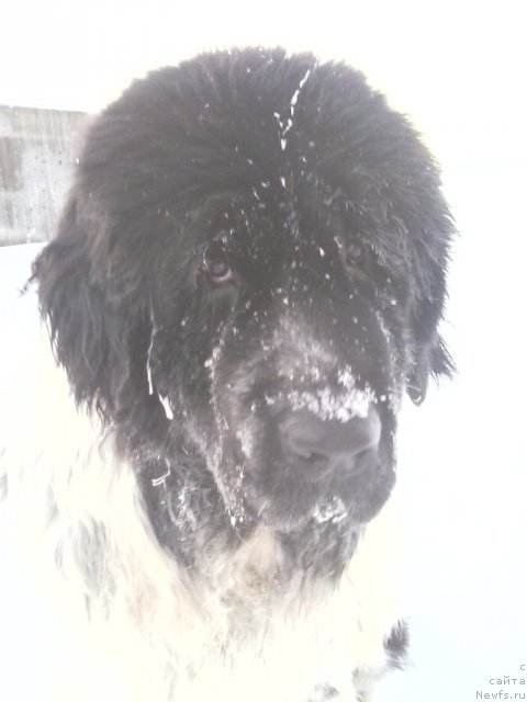 Фото: ньюфаундленд Super Bizon Ekaterinburg (Супер Бизон Екатеринбург)