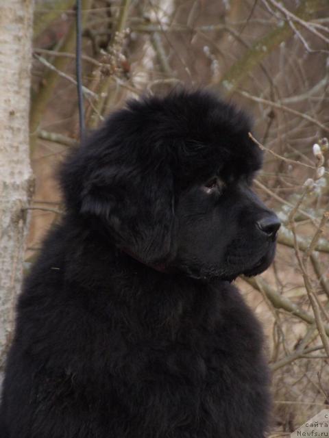 Фото: ньюфаундленд Zholli Wonderfull iz Medvejyego Yara (Жолли Вандерфулл из Медвежьего Яра)