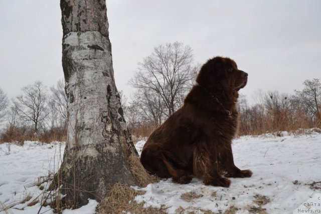 Фото: ньюфаундленд Arkadiya Vivat Arbona (Аркадия Виват Арбона)
