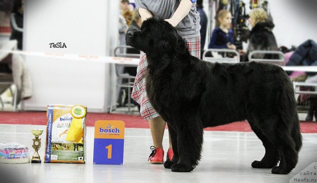 Фото: ньюфаундленд Akvatoriya Kelvin Plyey Styeyshn (Акватория Келвин Плэй Стэйшн)