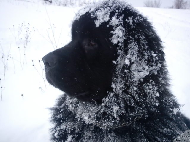 Фото: ньюфаундленд Vivat Brave Master Super Mishka