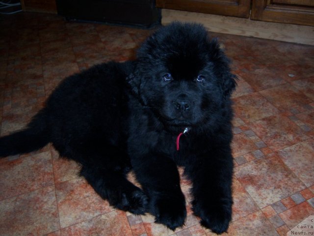 Фото: ньюфаундленд Sent Djons Hyeppi Gou Lakki (Сент Джонс Хэппи Гоу Лакки)