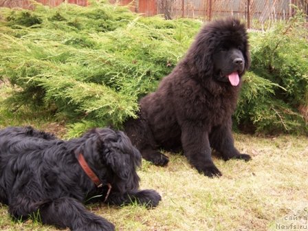 Фото: ньюфаундленд Sent Djons Hyeppi Gou Lakki (Сент Джонс Хэппи Гоу Лакки)