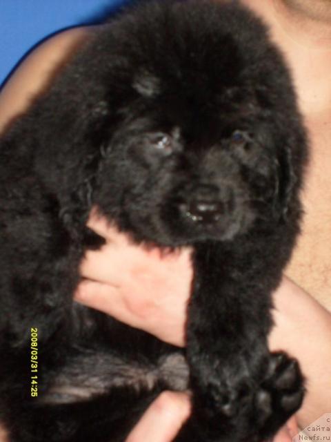 Фото: ньюфаундленд Konni Flayfi (Конни Флайфи)