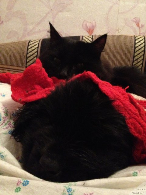 Фото: ньюфаундленд Stardi Kollekshn Baloven' (Старди Коллекшн Баловень)