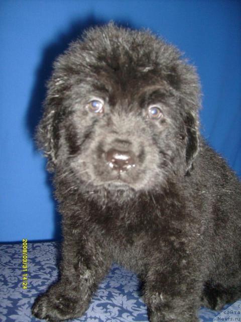 Фото: ньюфаундленд Kassi CHaming (Касси Чаминг)