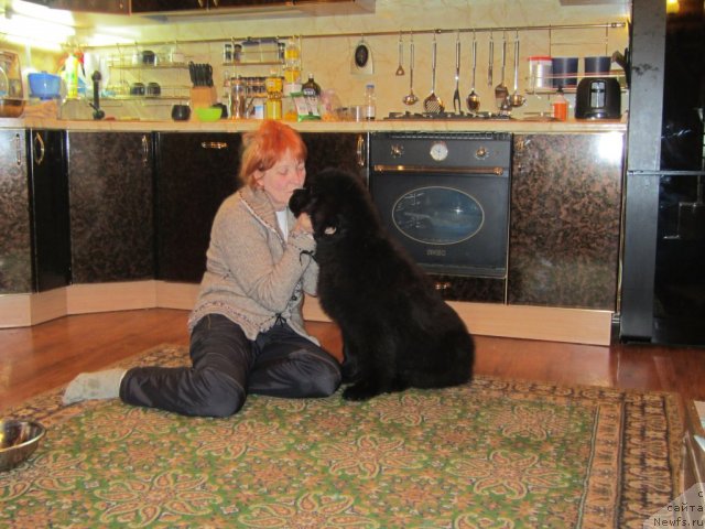 Фото: ньюфаундленд Very Fairweathers Zhade, Irina Kozlovskaya (Ирина Козловская)