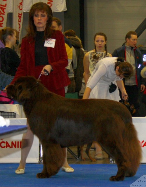 Фото: ньюфаундленд Aquatoriya Kelvin Royal Teddy Bear (Акватория Келвин Ройал Тедди Беар)