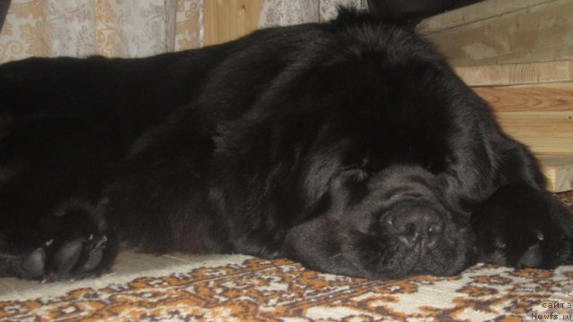 Фото: ньюфаундленд Piternyuf Monte Kristo (Питерньюф Монте Кристо)