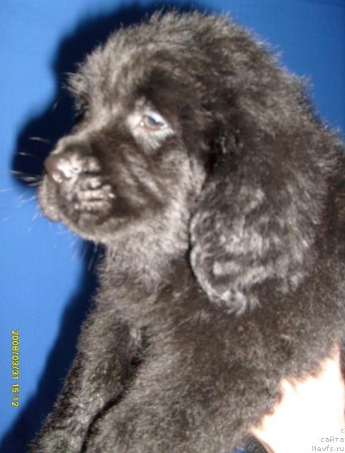 Фото: ньюфаундленд Kjara Mild (Къяра Милд)