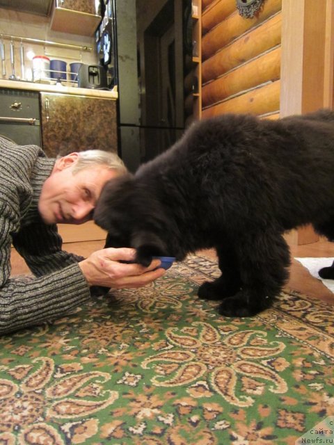 Фото: ньюфаундленд Very Fairweathers Zhade