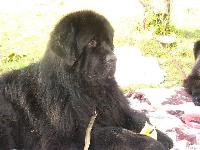 Фото: ньюфаундленд Vivat Vialiki Miadzvedz (Виват Вялiкi Мядзведзь)